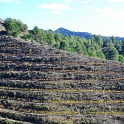 Vignes en terrasses sur un coteau rocheux du Priorat
