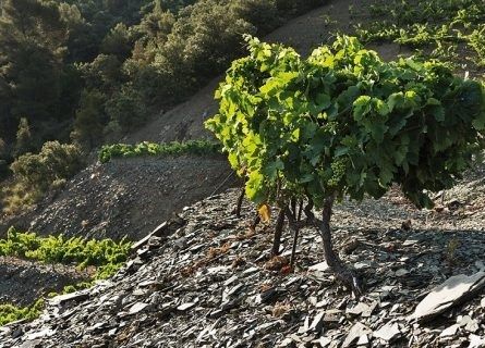 Vignes plantées sur un coteau couvert de schiste sombre