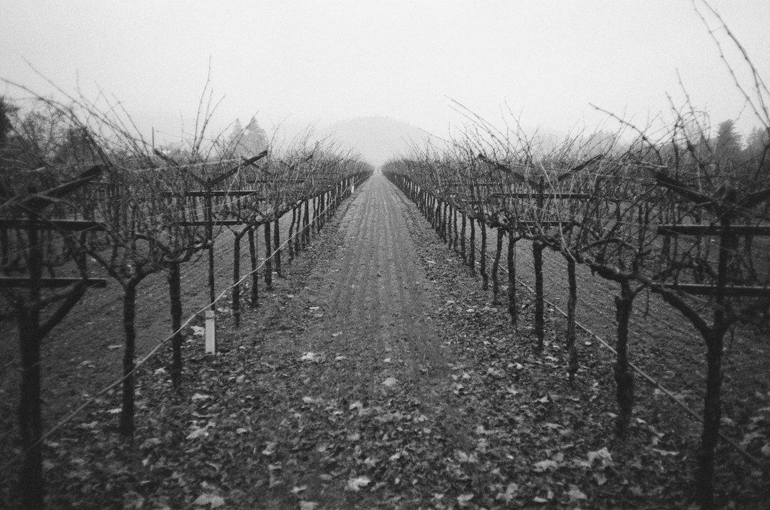 Vignoble ancien aux ceps nus, photographié en noir et blanc