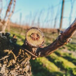 Gros plan sur une vigne taillée, avec le bois coupé au premier plan